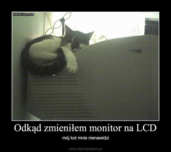 Odkąd zmieniłem monitor na LCD – mój kot mnie nienawidzi 