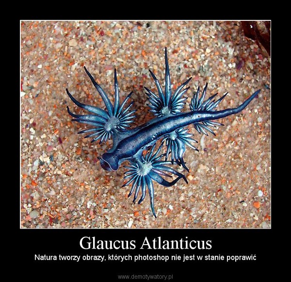 Glaucus Atlanticus