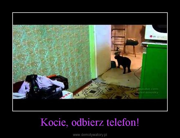 Kocie, odbierz telefon! –  