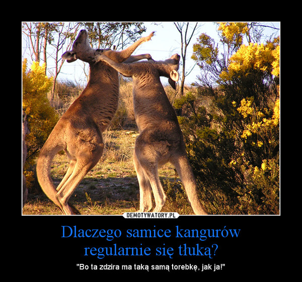 Dlaczego samice kangurów
regularnie się tłuką?
