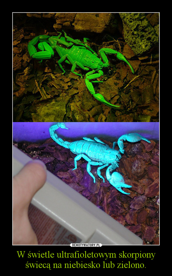 W świetle ultrafioletowym skorpiony świecą na niebiesko lub zielono. –  