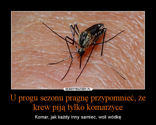 U progu sezonu pragnę przypomnieć, że krew piją tylko komarzyce – Komar, jak każdy inny samiec, woli wódkę 