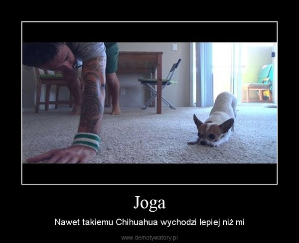 Joga – Nawet takiemu Chihuahua wychodzi lepiej niż mi 