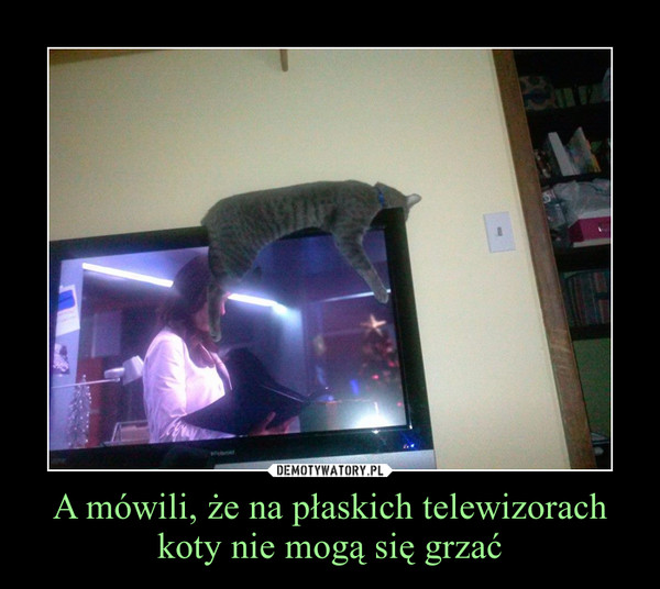 A mówili, że na płaskich telewizorach koty nie mogą się grzać