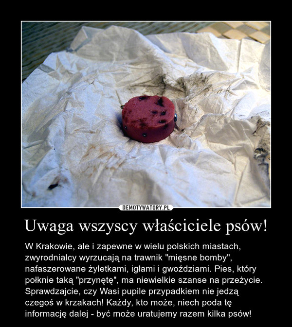 Uwaga wszyscy właściciele psów! – W Krakowie, ale i zapewne w wielu polskich miastach, zwyrodnialcy wyrzucają na trawnik "mięsne bomby", nafaszerowane żyletkami, igłami i gwoździami. Pies, który połknie taką "przynętę", ma niewielkie szanse na przeżycie. Sprawdzajcie, czy Wasi pupile przypadkiem nie jedzą czegoś w krzakach! Każdy, kto może, niech poda tę informację dalej - być może uratujemy razem kilka psów! 