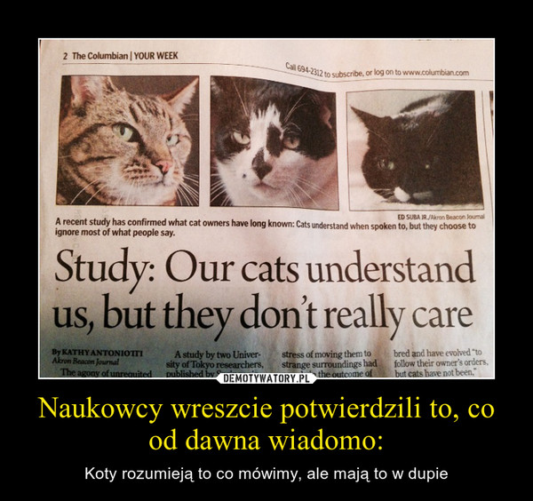 Naukowcy wreszcie potwierdzili to, co od dawna wiadomo: – Koty rozumieją to co mówimy, ale mają to w dupie 