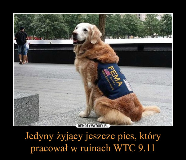 Jedyny żyjący jeszcze pies, który pracował w ruinach WTC 9.11 –  