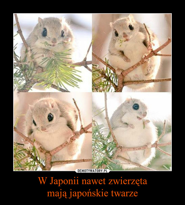 W Japonii nawet zwierzętamają japońskie twarze –  