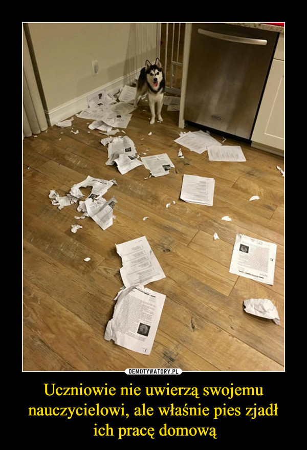 Uczniowie nie uwierzą swojemu nauczycielowi, ale właśnie pies zjadł ich pracę domową –  