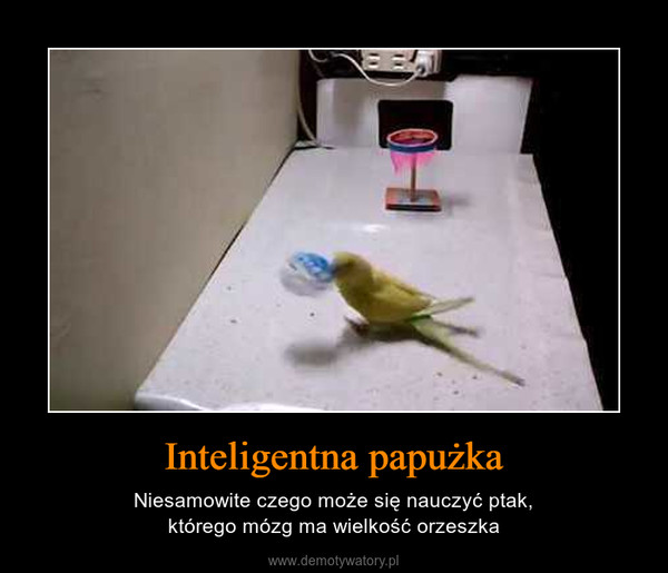Inteligentna papużka – Niesamowite czego może się nauczyć ptak,którego mózg ma wielkość orzeszka 