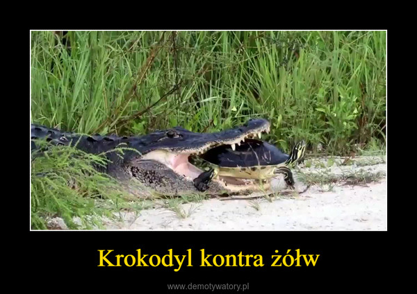 Krokodyl kontra żółw –  