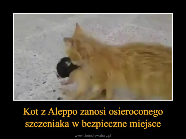 Kot z Aleppo zanosi osieroconego szczeniaka w bezpieczne miejsce –  