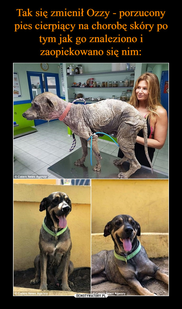 Tak się zmienił Ozzy - porzucony pies cierpiący na chorobę skóry po tym jak go znaleziono i zaopiekowano się nim: