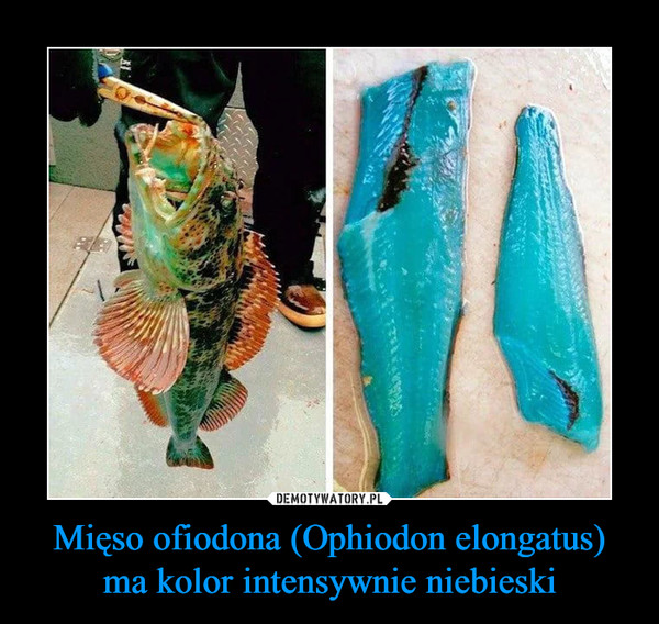 Mięso ofiodona (Ophiodon elongatus) ma kolor intensywnie niebieski –  