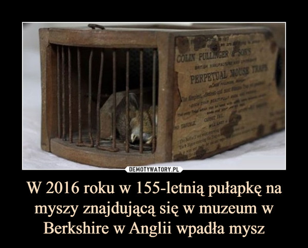 W 2016 roku w 155-letnią pułapkę na myszy znajdującą się w muzeum w Berkshire w Anglii wpadła mysz