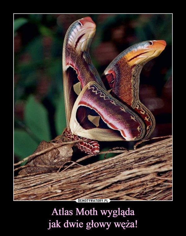 Atlas Moth wyglądajak dwie głowy węża! –  