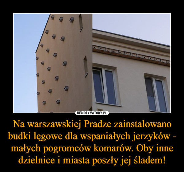 Na warszawskiej Pradze zainstalowano budki lęgowe dla wspaniałych jerzyków - małych pogromców komarów. Oby inne dzielnice i miasta poszły jej śladem! –  