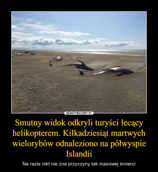 Smutny widok odkryli turyści lecący helikopterem. Kilkadziesiąt martwych wielorybów odnaleziono na półwyspie Islandii – Na razie nikt nie zna przyczyny tak masowej śmierci 