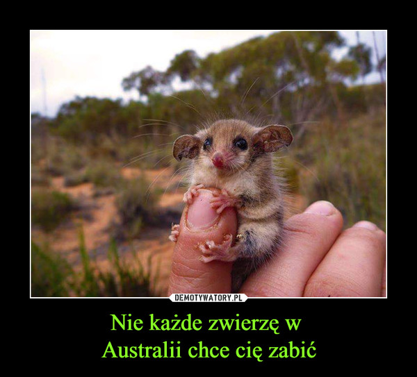Nie każde zwierzę w Australii chce cię zabić –  