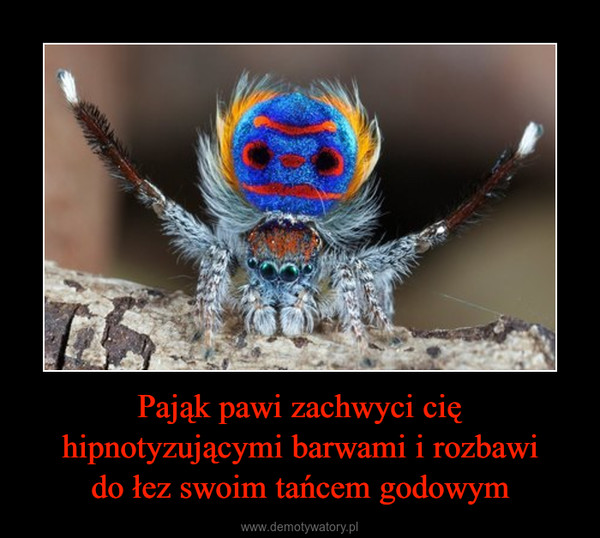 Pająk pawi zachwyci cię hipnotyzującymi barwami i rozbawido łez swoim tańcem godowym –  