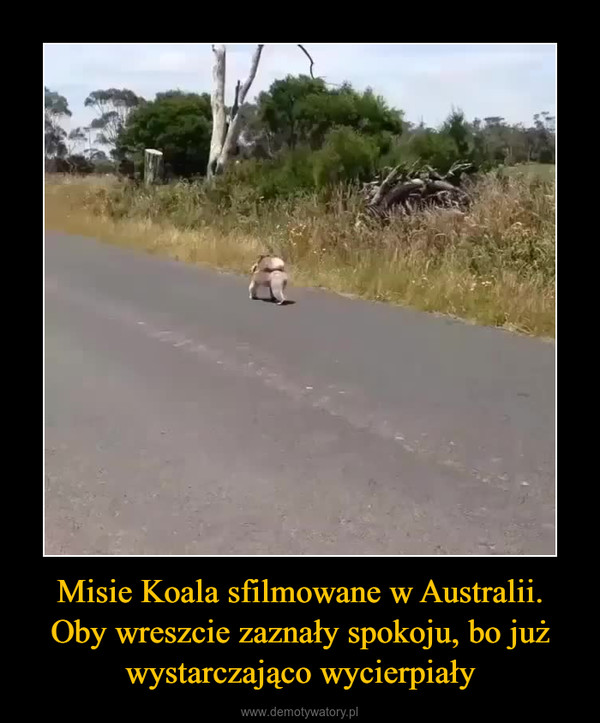 Misie Koala sfilmowane w Australii. Oby wreszcie zaznały spokoju, bo już wystarczająco wycierpiały –  