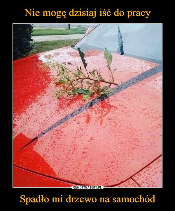 Spadło mi drzewo na samochód –  