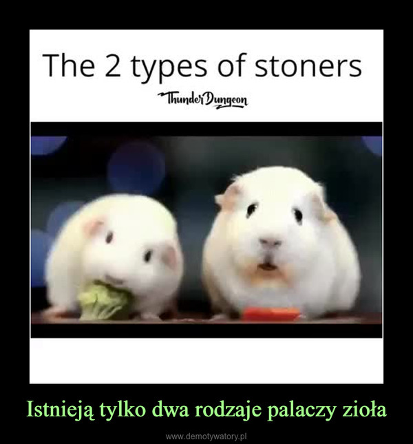 Istnieją tylko dwa rodzaje palaczy zioła –  