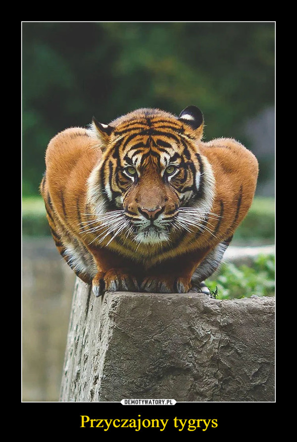 Przyczajony tygrys –  