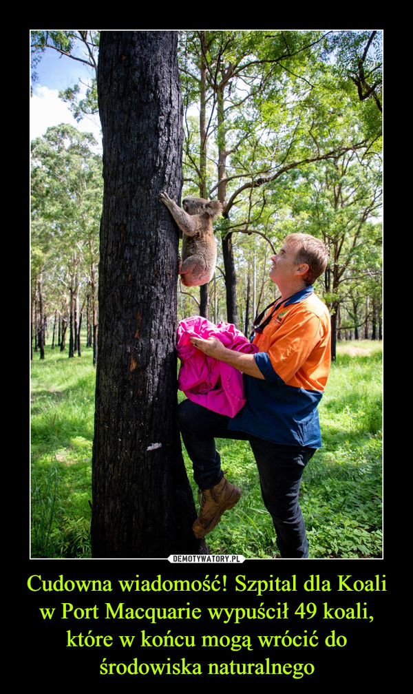 Cudowna wiadomość! Szpital dla Koali w Port Macquarie wypuścił 49 koali, które w końcu mogą wrócić do środowiska naturalnego