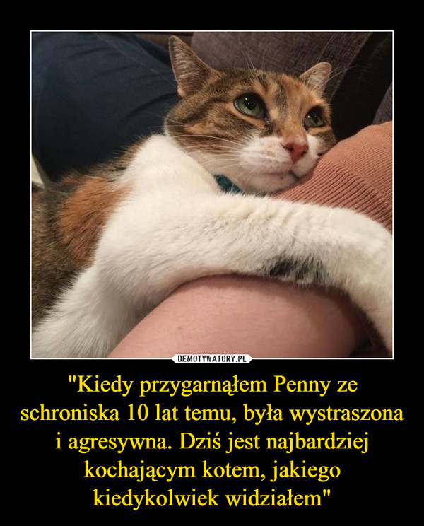 "Kiedy przygarnąłem Penny ze schroniska 10 lat temu, była wystraszona i agresywna. Dziś jest najbardziej kochającym kotem, jakiego kiedykolwiek widziałem" –  