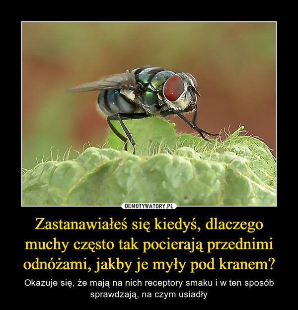 Zastanawiałeś się kiedyś, dlaczego muchy często tak pocierają przednimi odnóżami, jakby je myły pod kranem?