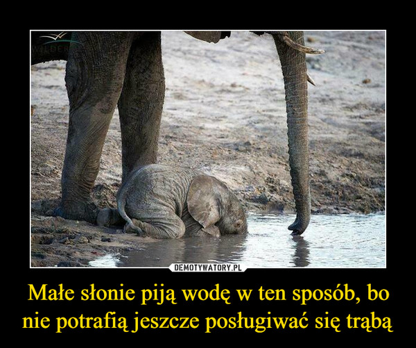 Małe słonie piją wodę w ten sposób, bo nie potrafią jeszcze posługiwać się trąbą –  