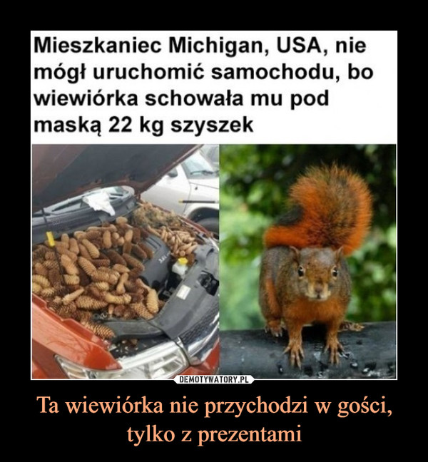 Ta wiewiórka nie przychodzi w gości, tylko z prezentami –  Mieszkaniec Michigan, USA, nie mógł uruchomić samochodu, bo wiewiórka schowała mu pod maską 22 kg szyszek