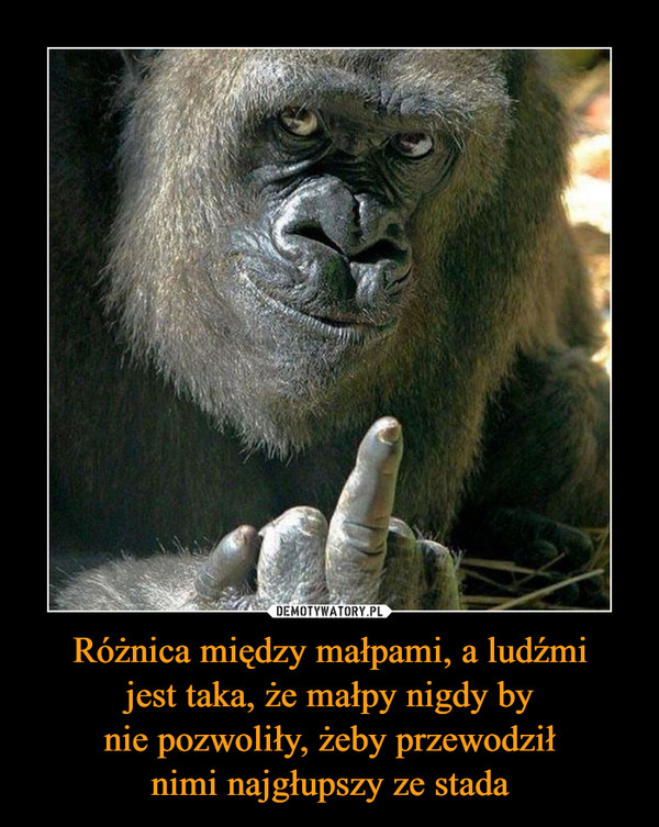 Różnica między małpami, a ludźmijest taka, że małpy nigdy bynie pozwoliły, żeby przewodziłnimi najgłupszy ze stada –  