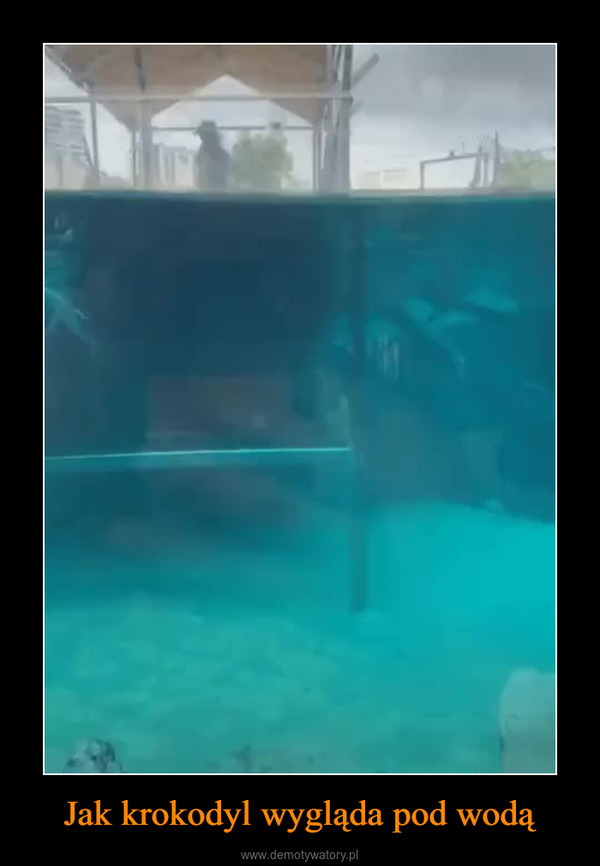 Jak krokodyl wygląda pod wodą –  