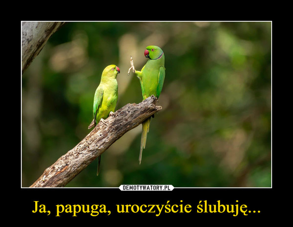Ja, papuga, uroczyście ślubuję... –  