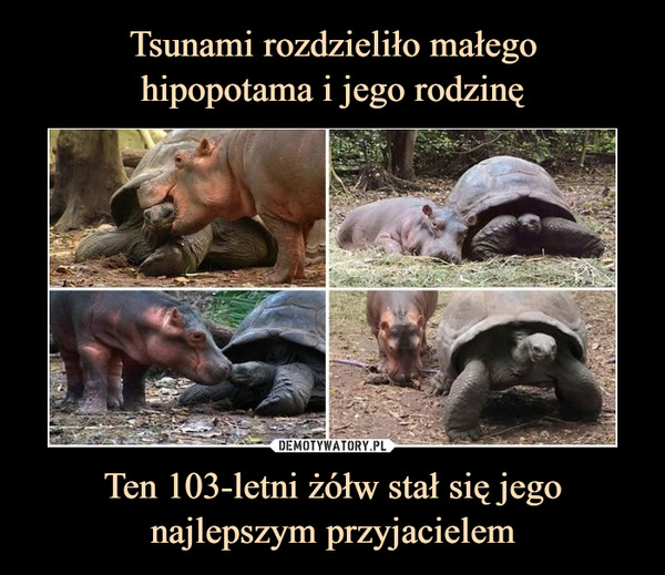 Tsunami rozdzieliło małego
hipopotama i jego rodzinę Ten 103-letni żółw stał się jego najlepszym przyjacielem