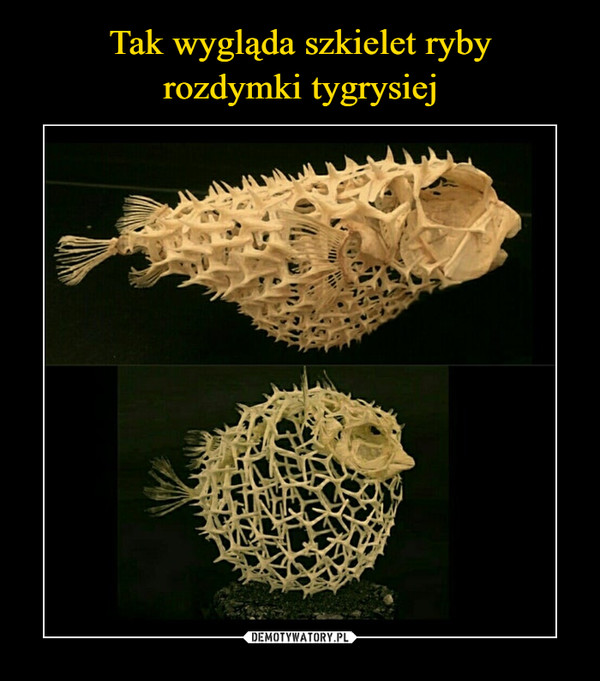 Tak wygląda szkielet ryby
rozdymki tygrysiej
