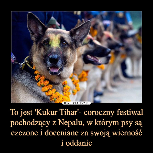 To jest 'Kukur Tihar'- coroczny festiwal pochodzący z Nepalu, w którym psy są czczone i doceniane za swoją wiernośći oddanie –  