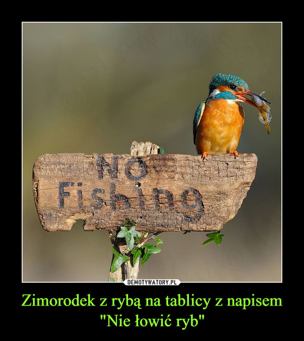 Zimorodek z rybą na tablicy z napisem "Nie łowić ryb" –  