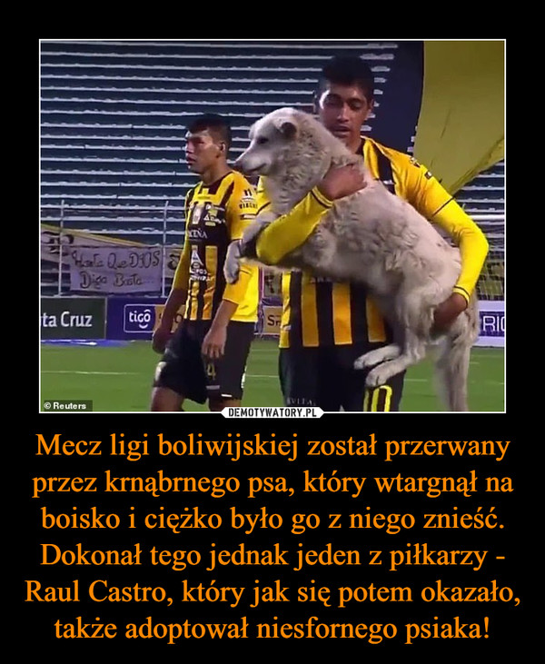 Mecz ligi boliwijskiej został przerwany przez krnąbrnego psa, który wtargnął na boisko i ciężko było go z niego znieść. Dokonał tego jednak jeden z piłkarzy - Raul Castro, który jak się potem okazało, także adoptował niesfornego psiaka! –  