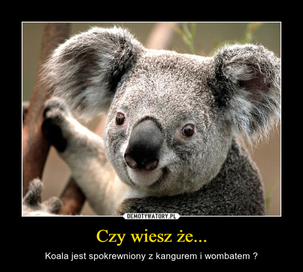 Czy wiesz że... – Koala jest spokrewniony z kangurem i wombatem ? 