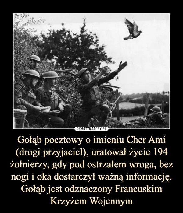 Gołąb pocztowy o imieniu Cher Ami (drogi przyjaciel), uratował życie 194 żołnierzy, gdy pod ostrzałem wroga, bez nogi i oka dostarczył ważną informację. Gołąb jest odznaczony Francuskim Krzyżem Wojennym