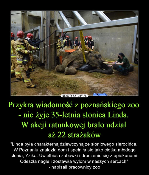 Przykra wiadomość z poznańskiego zoo 
- nie żyje 35-letnia słonica Linda. 
W akcji ratunkowej brało udział 
aż 22 strażaków