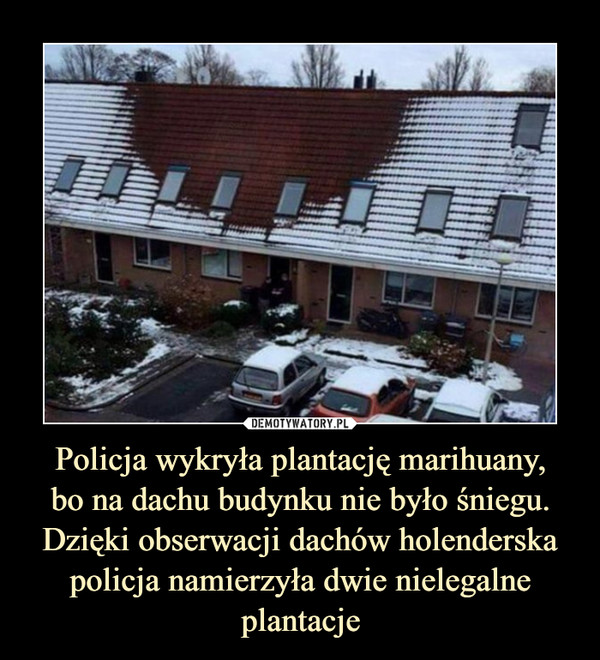 Policja wykryła plantację marihuany,bo na dachu budynku nie było śniegu. Dzięki obserwacji dachów holenderska policja namierzyła dwie nielegalne plantacje –  