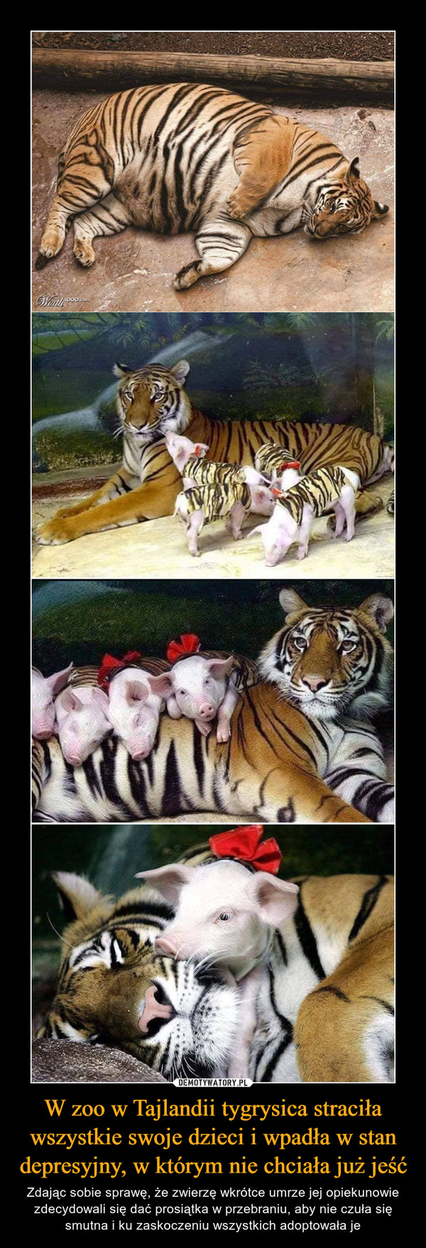 W zoo w Tajlandii tygrysica straciła wszystkie swoje dzieci i wpadła w stan depresyjny, w którym nie chciała już jeść