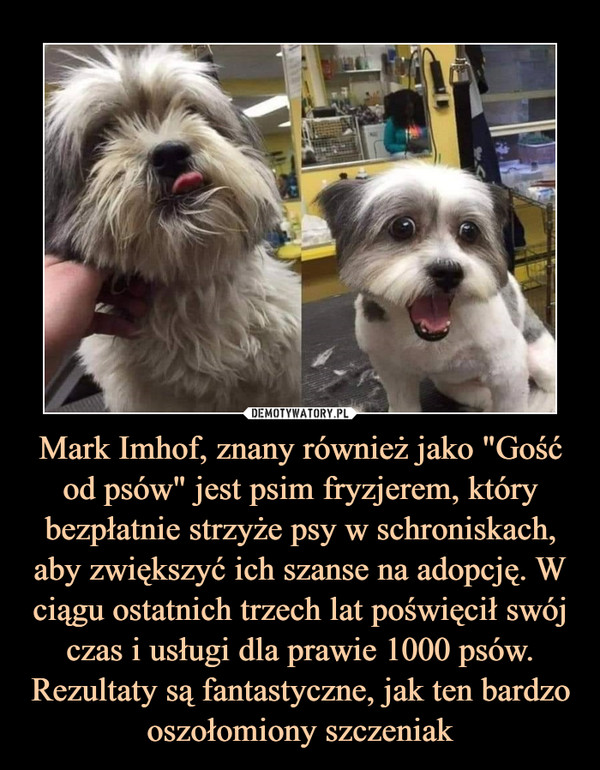 Mark Imhof, znany również jako "Gość od psów" jest psim fryzjerem, który bezpłatnie strzyże psy w schroniskach, aby zwiększyć ich szanse na adopcję. W ciągu ostatnich trzech lat poświęcił swój czas i usługi dla prawie 1000 psów. Rezultaty są fantastyczne, jak ten bardzo oszołomiony szczeniak