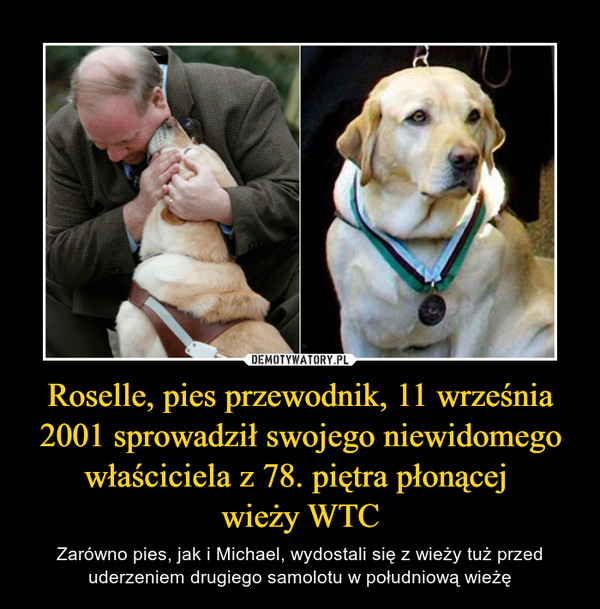 Roselle, pies przewodnik, 11 września 2001 sprowadził swojego niewidomego właściciela z 78. piętra płonącej 
wieży WTC