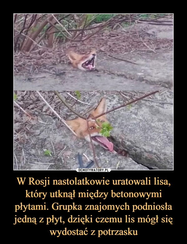 W Rosji nastolatkowie uratowali lisa, który utknął między betonowymi płytami. Grupka znajomych podniosła jedną z płyt, dzięki czemu lis mógł się wydostać z potrzasku –  
