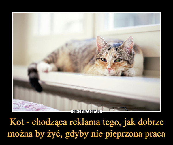 Kot - chodząca reklama tego, jak dobrze można by żyć, gdyby nie pieprzona praca –  